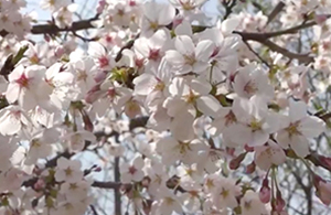 Sakura Project, April 2016