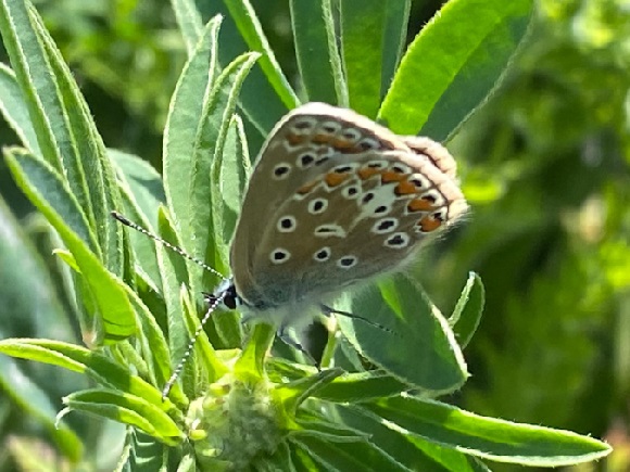 Nature Positive Green Roof - Biodiversity initiatives at our London office