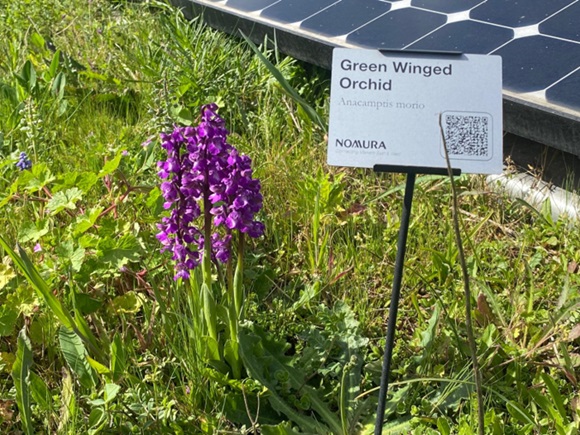 Nature Positive Green Roof - Biodiversity initiatives at our London office