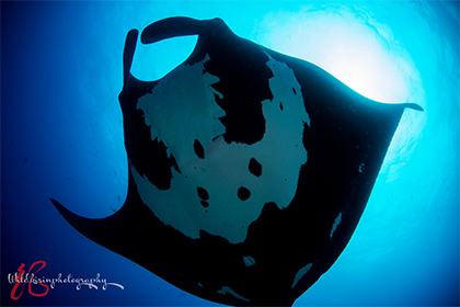 写真：「ガラパゴス諸島（1）」へのリンク