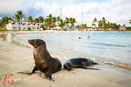 写真：「ガラパゴス諸島（2）」へのリンク