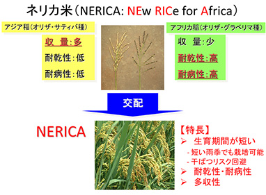 ネリカ米とは（JICAホームページより）