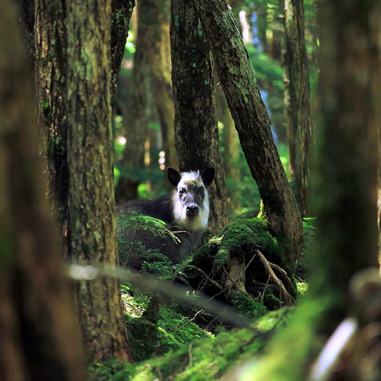 Photo by Yoshiyuki Nishinaka