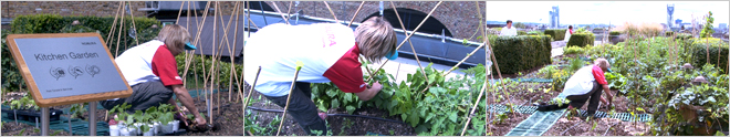Photo: a volunteer from the office working at a large kitchen garden on the roof